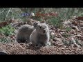 Cute Pika &amp; Hunting Black Kite.