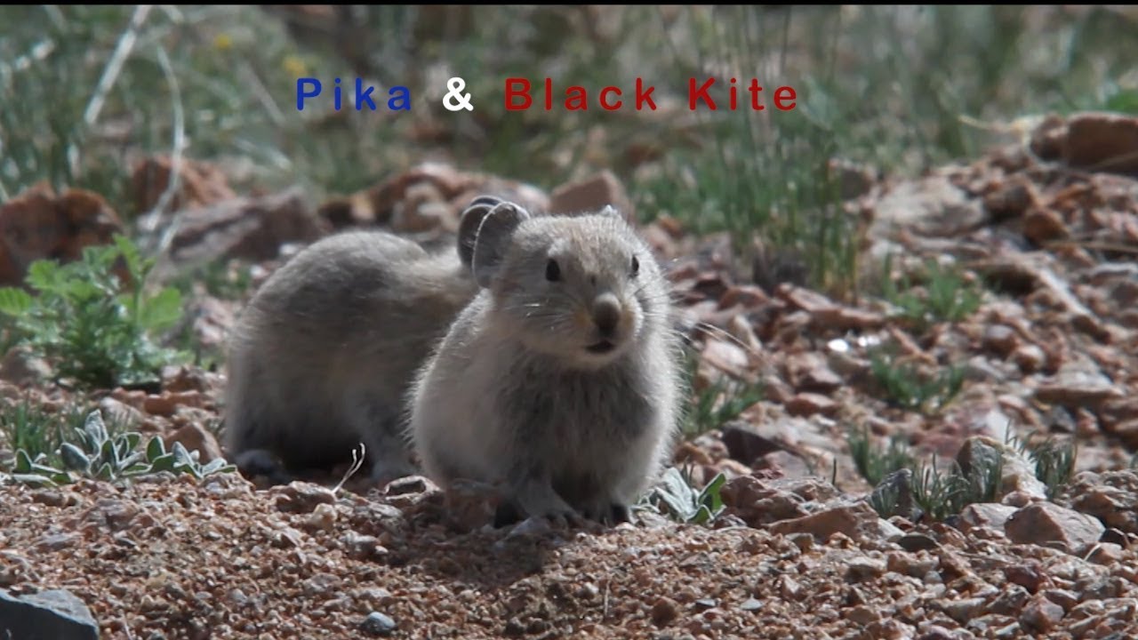 Cute Pika & Hunting Black Kite.