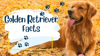 10 Facts about Golden Retrievers #facts #goldenretriever  #dogs