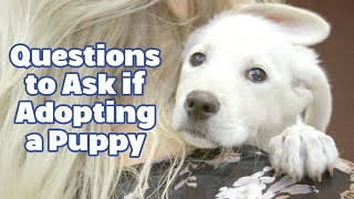 Questions to Ask If Adopting a Puppy by Talent Hounds 806 views 2 years ago 4 minutes, 54 seconds