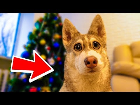 ХАСКИ БУБЛИК ЛУЧШИЕ МОМЕНТЫ 2 ГОВОРЯЩАЯ СОБАКА