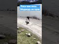 Как Лось Медведя Гонял