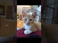 #ads #cat #allergyfree #catallergies #allergies #kitten #catmom
