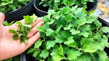 ngắt đọt lần 3 cho Cúc mâm xôi: sửa tàn định hình dáng chậu bông, hoa Tết 2024