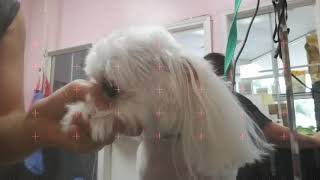 How to Groom a Maltese: Four Minute Teddy Bear Head by Pawsh Dog House 6,430 views 4 years ago 4 minutes, 47 seconds