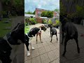 Such a fun 🤩 with my grea Danes Kai&Boaz&Gozer&Victor 👀#cutedog #greatdaneworld #greatdanelove