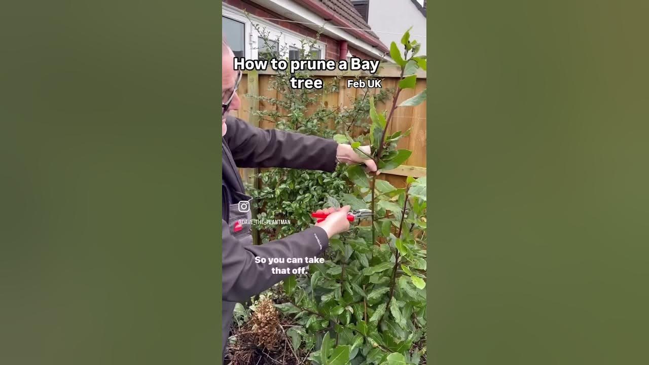 How to prune a bay tree - YouTube