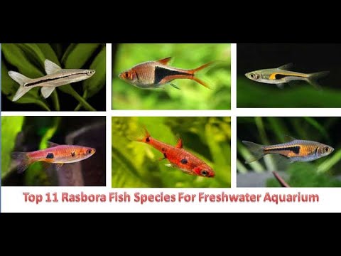 Top 11 Rasbora Fish Species For Freshwater Aquarium - YouTube