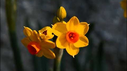 عبد الرحيم نبولسي بعض سورة القمر و الرحمان قراءة رائعة