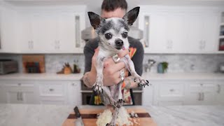 Dogs in the kitchen