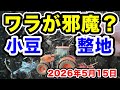 緑肥のワラが邪魔?【小豆仕上の整地開始】2026年5月15日