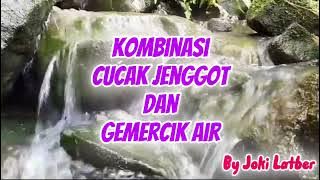 kombinasi cucak jenggot dan gemericik air agar lebih cepat diserap burung murai batu