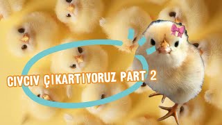 Civciv çıkartıyoruz part 2 