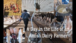 A Day in the LIFE of An AMISH DAIRYMAN During Fall Harvest in Lancaster County, PA