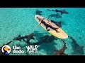 Watch This Marine Biologist Swim With Sharks | The Dodo Wild Hearts