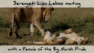 Serengeti Lion Leboo mating with a Female of the Big Marsh Pride (4K)
