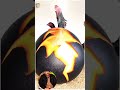 #aseelmurga #birds #chzulqurnain #nature #lifeisbutadream $#trending