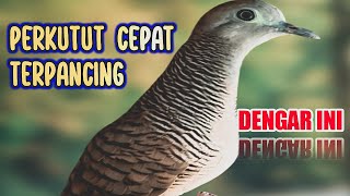 Sudah di buktikan dengan suara ini, burung perkutut lokal langsung nyaut jadi rame