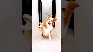 dog fanny video viral shortsfeed shortvideo vairalvideo dogs dog shorts funny