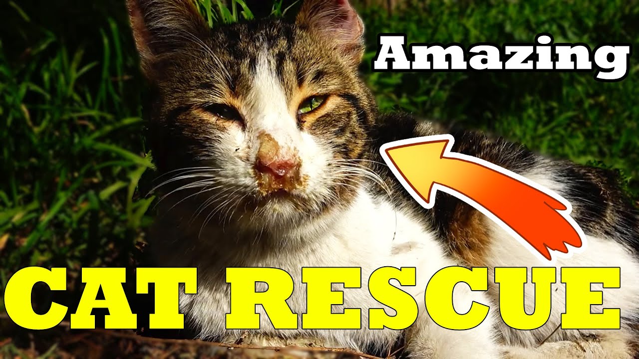 Why Didn t Anyone Help The Sick Stray Cat YouTube why-didn-t-anyone-help-the-sick-stray-cat-youtube