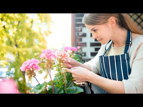 Video: Common Zone 8 Perennes: Elegir plantas perennes para los paisajes de la Zona 8