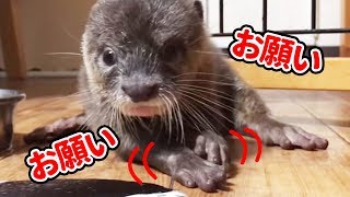 【カワウソ赤ちゃん】お願いお願いをする仕草【しゃもじ君】