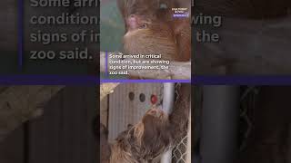 Sloths taken from Sloth World are recovering at Florida zoo