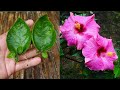 Grow hibiscus from leaves simple method  hibiscus