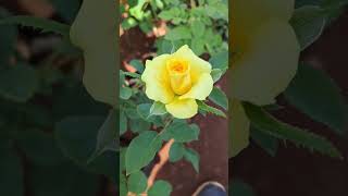 Beautiful rose flowers video clips 160  #rose #gulab #rosewallpaper screenshot 5