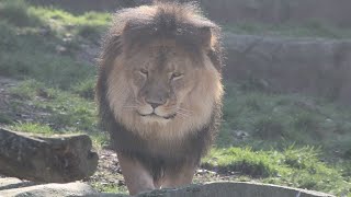 Leeuw Nestor / Male Lion Nestor : Zoo Antwerpen 2019