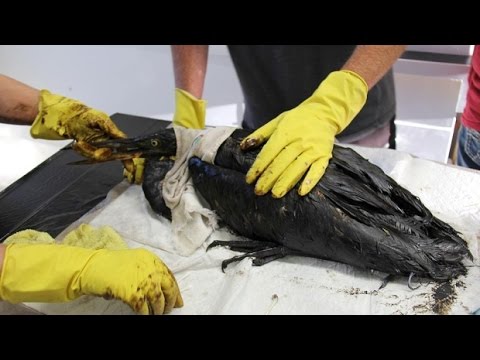 Oil-drenched birds treated near Husky Energy spill