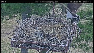 Lake Murray Osprey Lucy takes C1&#39;s wing off nest after 7 days 5-31-2022