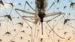 Massachusetts on High Alert: Eastern Equine Encephalitis Outbreak Confirmed thumbnail