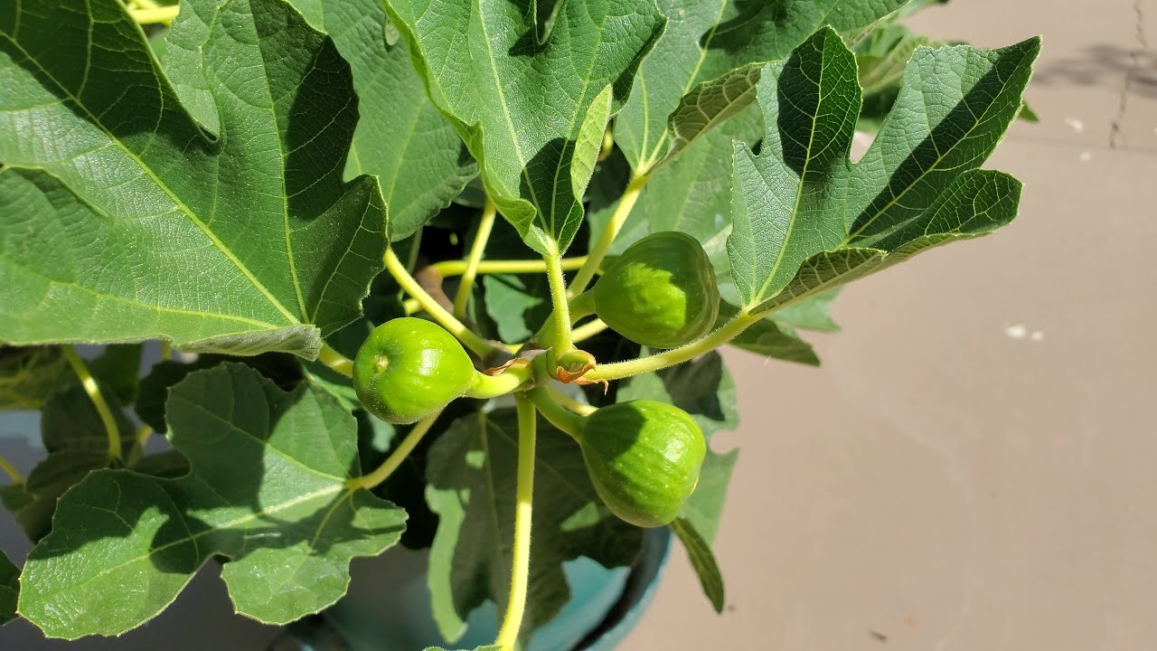 Growing A Kadota Fig Cutting Days 71 175 YouTube growing-a-kadota-fig-cutting-days-71-175-youtube