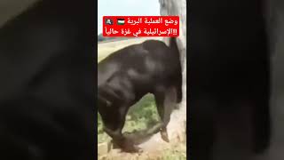 جنت عل نفسها براقش?ابن اليمن??