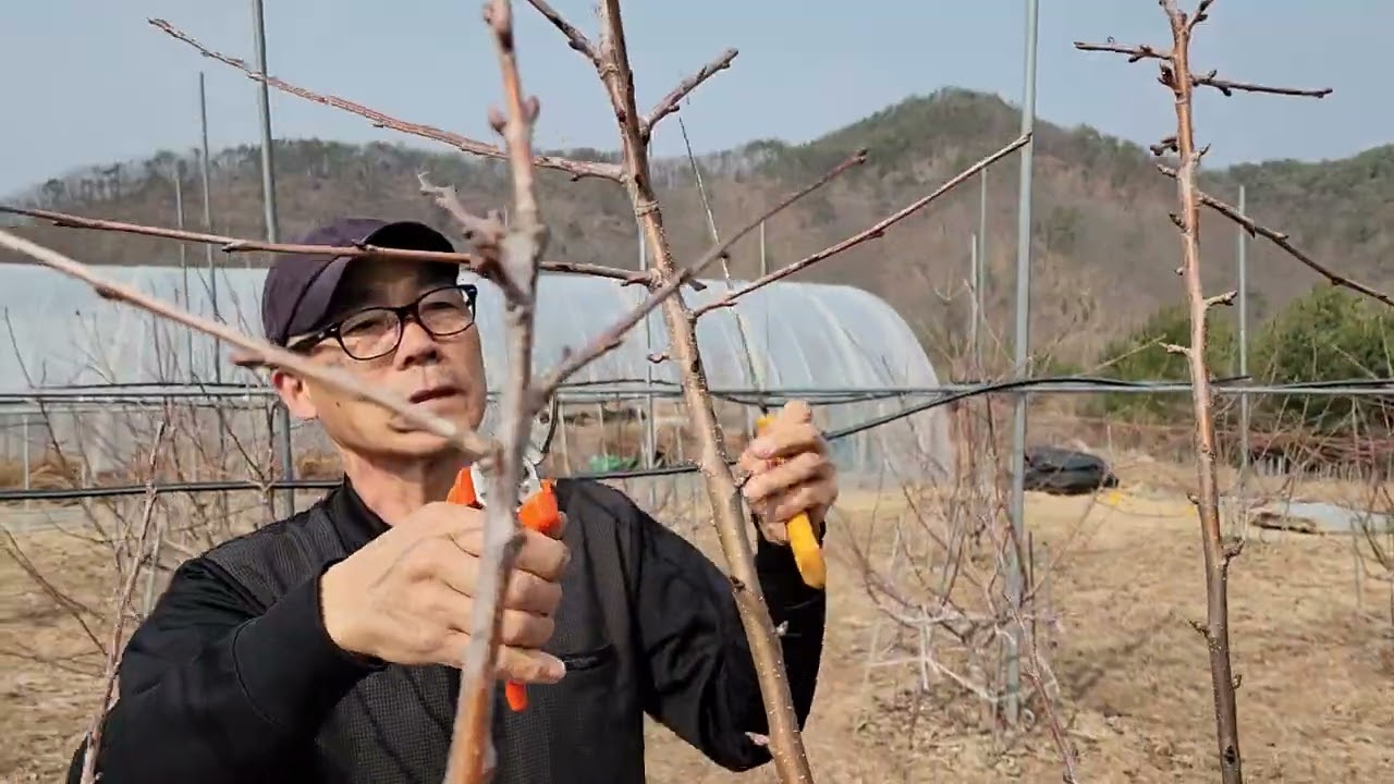 장과지 결실 2(버건디펄)