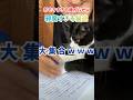 おもろすぎる嫌がらせｗ邪魔する猫達大集合ｗｗｗ