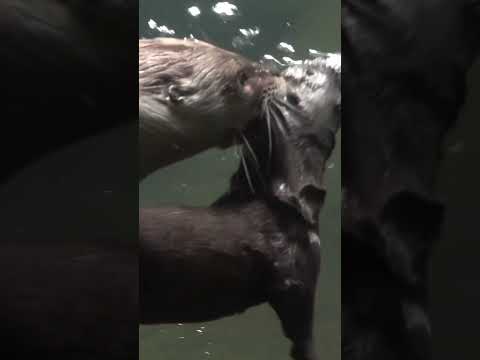 Mother otter takes