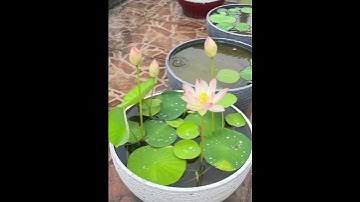 Thumbnail of GROW LOTUS IN HOUSE FROM SEEDS - SKY GARDENS