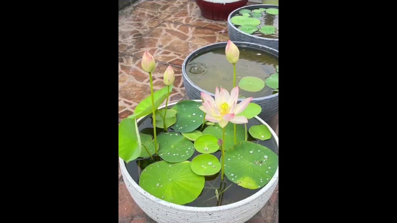 GROW LOTUS IN HOUSE FROM SEEDS - SKY GARDENS