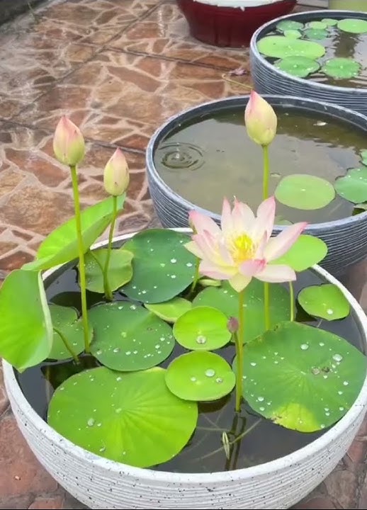 GROW LOTUS IN HOUSE FROM SEEDS - SKY GARDENS