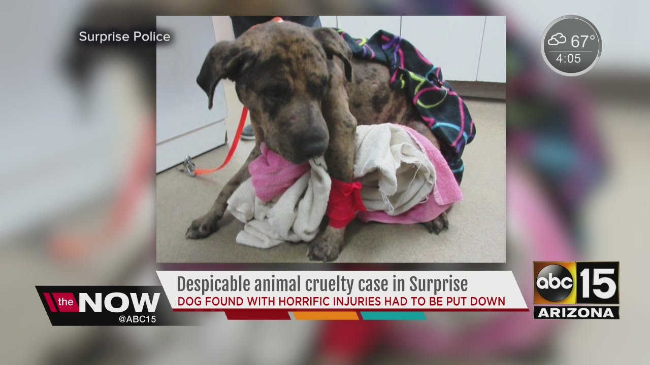 Police ask public to help find suspect who dragged dog behind car - YouTube