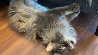 Maine Coon cat Tiger entertains himself like a maniac! 😂 by Born 2b Fluffy 1,125 views 7 months ago 53 seconds
