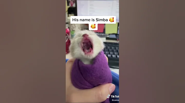 Video 10004621: funny baby cats cutest, cat cute funny baby