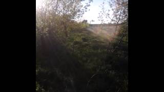 Beagle Et Jagd Terrier En Parc Sur Sanglier