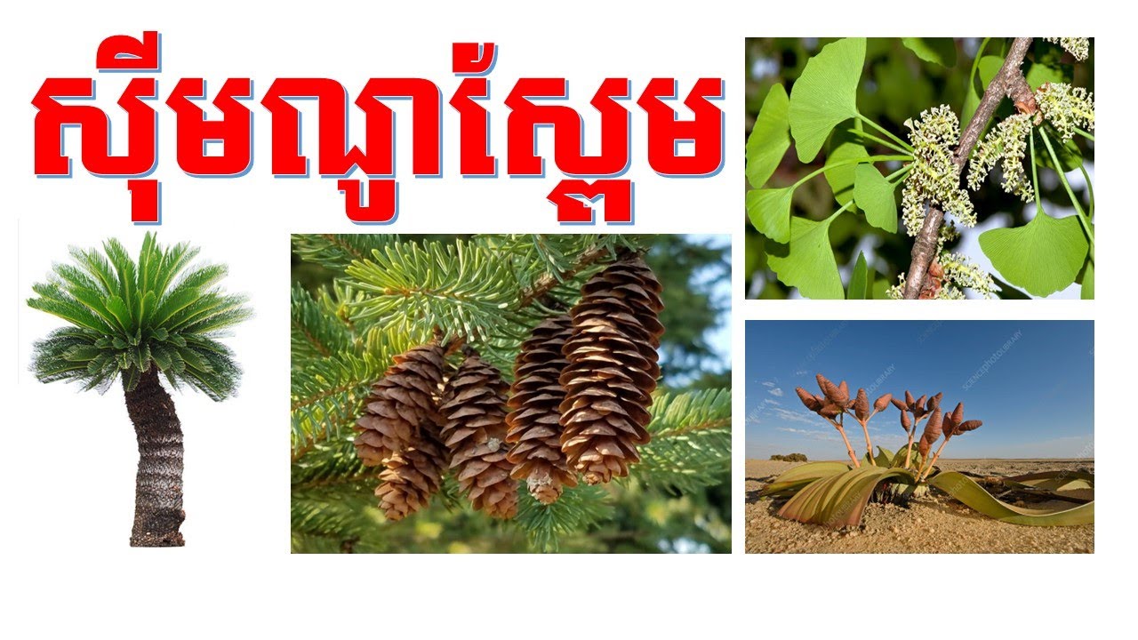 ជំពូកទី១ មេរៀនទី១ ស៊ីមណូស្ពែម ជីវៈទី១២  Full