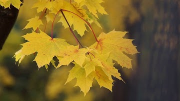 Maple Leaf Background Motion