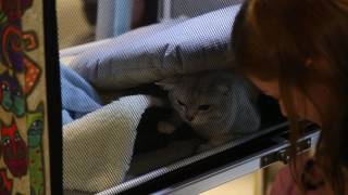 Выставка кошек. GuberniaTV Выставка кошек. GuberniaTV
