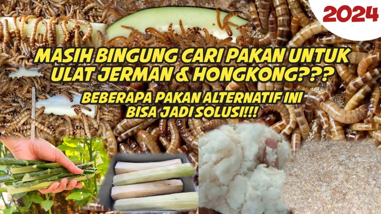 Pakan & minum untuk ulat jerman & ulat hongkong