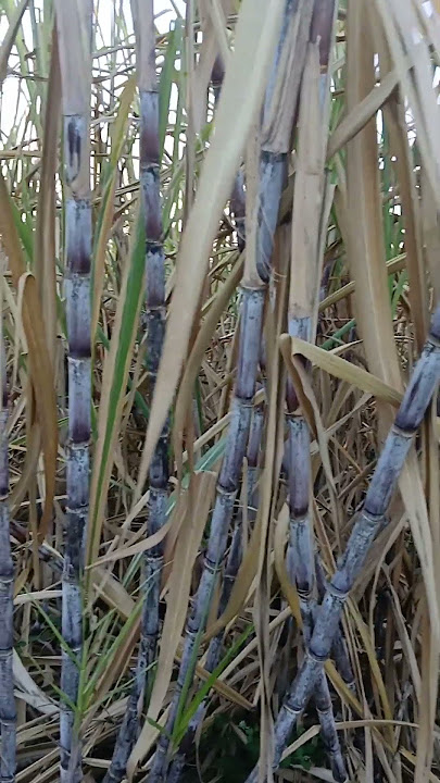 Mana Suarumu, Kenapa Semua Terdiam di Saat Harga Tebu Tidak Baik baik Saja #shorts #farming